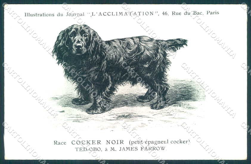 Animali Dog Cane Black Cocker Petit Epagneul postcard VK9511 – fronte