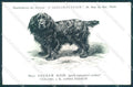 Animali Dog Cane Black Cocker Petit Epagneul postcard VK9511 – fronte