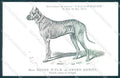 Animali Dog Cane Great Dane Dogue Ulm Alano postcard VK9512 – fronte