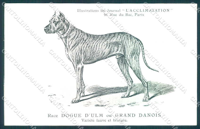 Animali Dog Cane Great Dane Dogue Ulm Alano postcard VK9512 – fronte