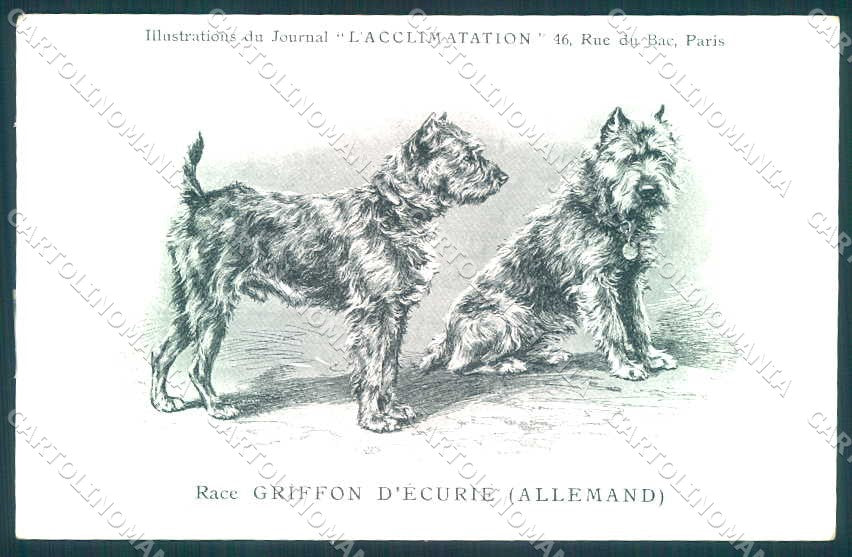 Animali Dog Cane Griffon Ecurie Allemand postcard VK9513 – fronte