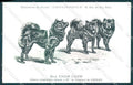 Animali Dog Cane Chow Chow China postcard VK9515 – fronte