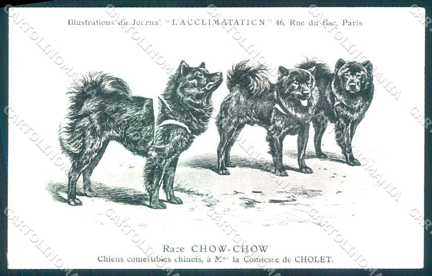 Animali Dog Cane Chow Chow China postcard VK9515 – fronte