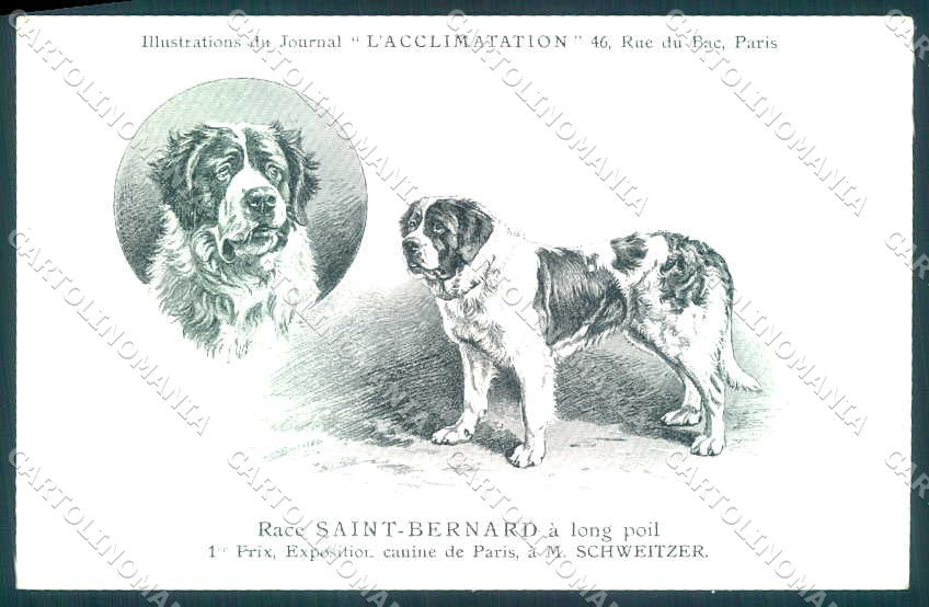 Animali Dog Cane Saint Bernard postcard VK9517 – fronte