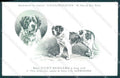Animali Dog Cane Saint Bernard postcard VK9517 – fronte