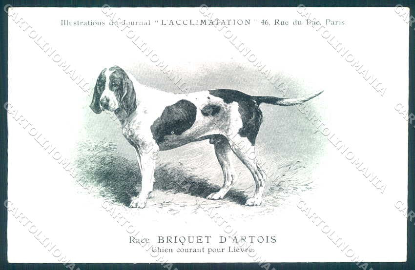 Animali Dog Cane Briquet Artois Hound postcard VK9520 – fronte