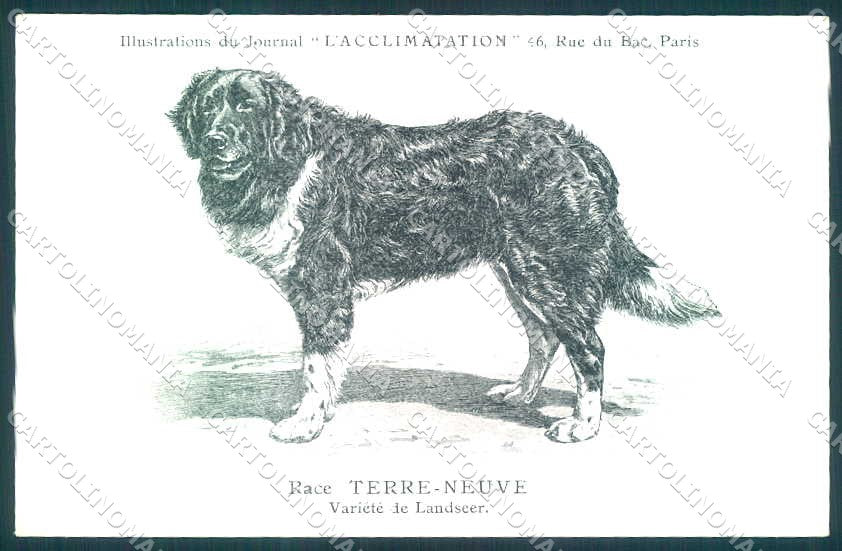 Animali Dog Cane Newfoundland Terranova Terre Neuve postcard VK9521 – fronte
