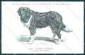 Animali Dog Cane Newfoundland Terranova Terre Neuve postcard VK9521 – fronte