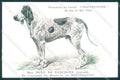 Animali Dog Cane Bleu de Gascogne postcard VK9522 – fronte