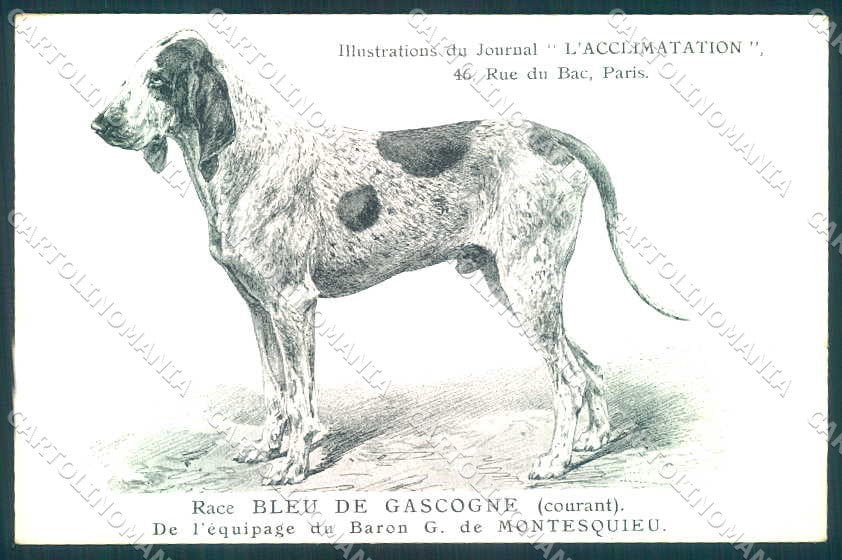 Animali Dog Cane Bleu de Gascogne postcard VK9522 – fronte