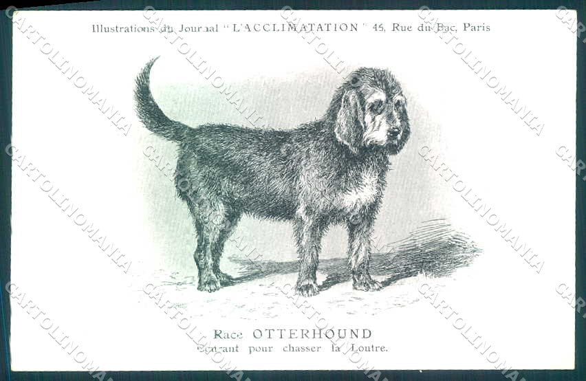 Animali Dog Cane Otterhound postcard VK9523 – fronte
