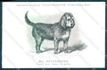 Animali Dog Cane Otterhound postcard VK9523 – fronte