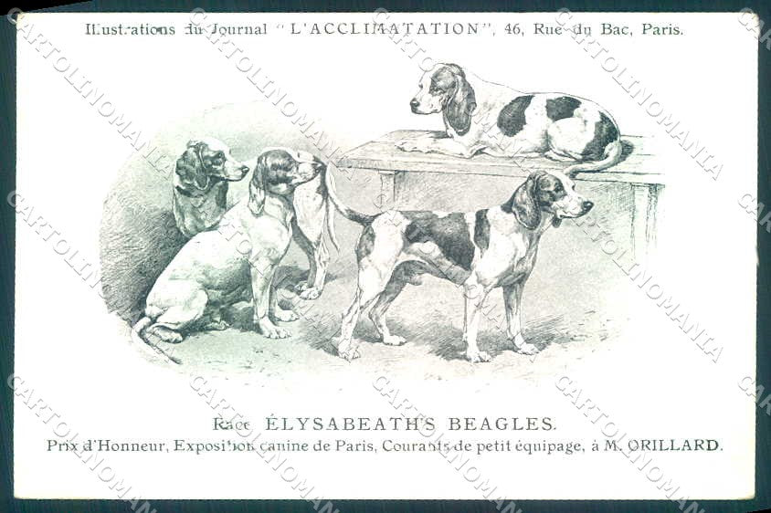 Animali Dog Cane Elizabeth Beagles postcard VK9524 – fronte