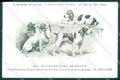 Animali Dog Cane Elizabeth Beagles postcard VK9524 – fronte