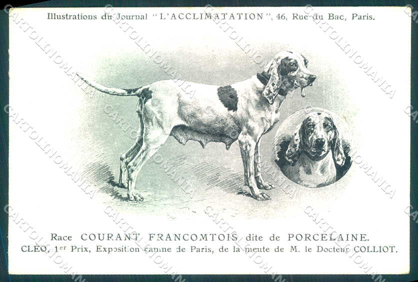Animali Dog Cane Courant Francais Porcelaine postcard VK9525 – fronte