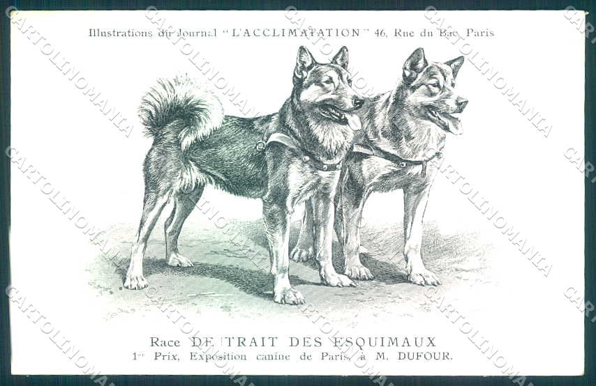 Animali Dog Cane Race de Trait des Esquimaux Eskimo Hunde postcard VK9526 – fronte