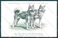 Animali Dog Cane Race de Trait des Esquimaux Eskimo Hunde postcard VK9526 – fronte