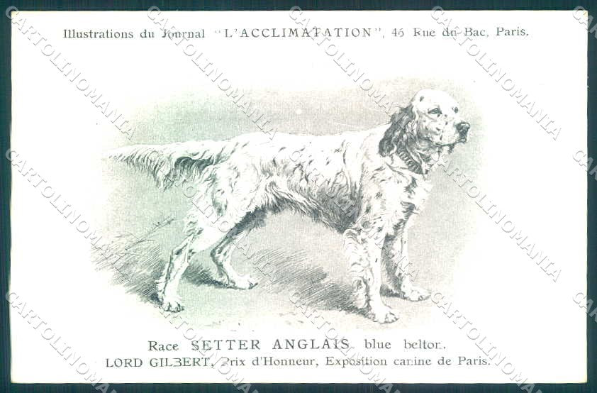 Animali Dog Cane Setter Anglais English Blue Belton postcard VK9528 – fronte