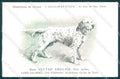 Animali Dog Cane Setter Anglais English Blue Belton postcard VK9528 – fronte