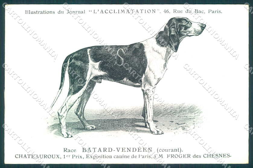 Animali Dog Cane Francais Blanc et Noir Segugio Francese Bianco Nero pc VK9531 – fronte