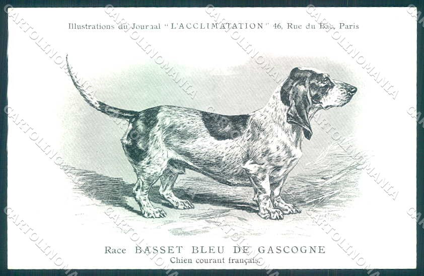 Animali Dog Cane Basset Bleu de Gascogne postcard VK9534 – fronte