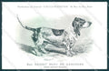 Animali Dog Cane Basset Bleu de Gascogne postcard VK9534 – fronte