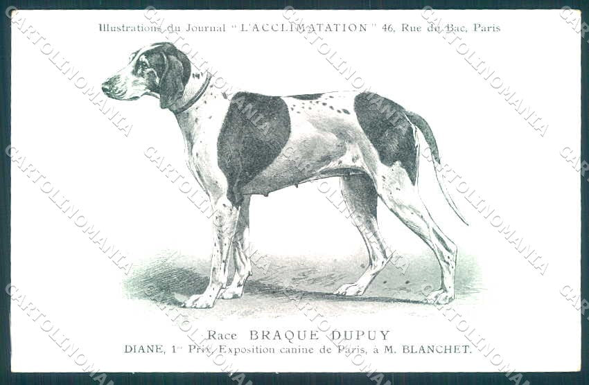 Animali Dog Cane Braque Dupuy Pointer postcard VK9535 – fronte