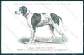 Animali Dog Cane Braque Dupuy Pointer postcard VK9535 – fronte
