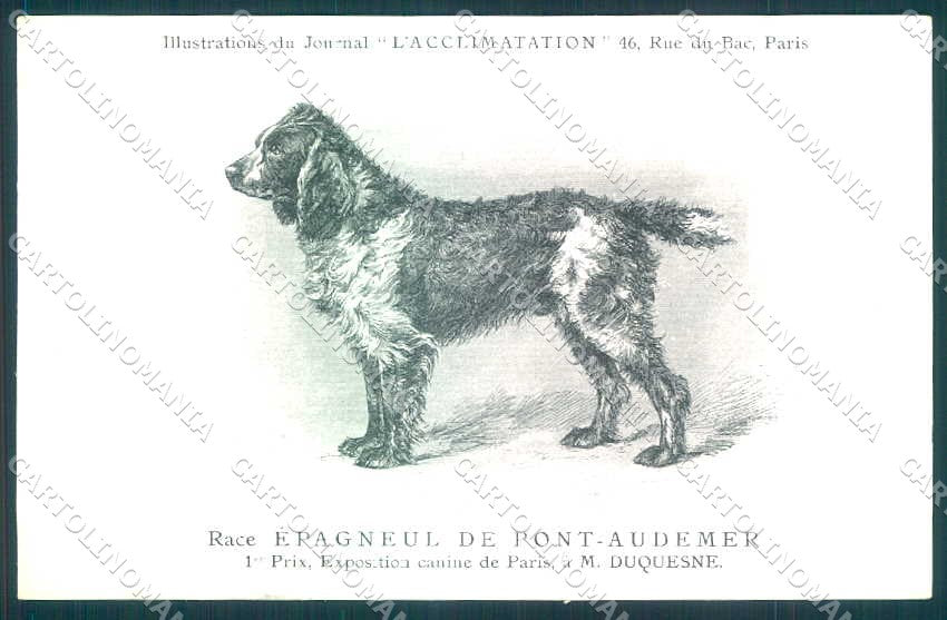 Animali Dog Cane Epagneul de Pont Audemer postcard VK9536 – fronte