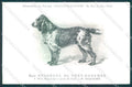 Animali Dog Cane Epagneul de Pont Audemer postcard VK9536 – fronte