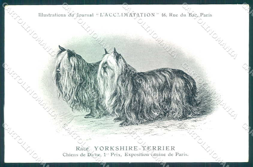 Animali Dog Cane Yorkshire Terrier postcard VK9537 – fronte