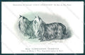 Animali Dog Cane Yorkshire Terrier postcard VK9537 – fronte
