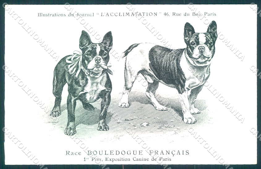 Animali Dog Cane French Bulldog Bouledogue Francais postcard VK9538 – fronte