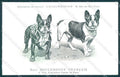 Animali Dog Cane French Bulldog Bouledogue Francais postcard VK9538 – fronte
