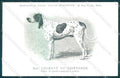 Animali Dog Cane Courant de Saintonge Gascon postcard VK9539 – fronte