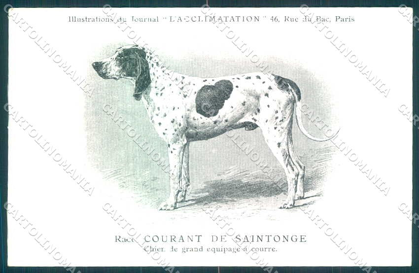 Animali Dog Cane Courant de Saintonge Gascon postcard VK9539 – fronte