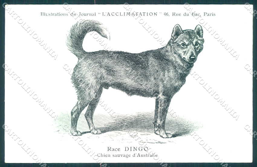 Animali Dog Cane Dingo Aurtralia postcard VK9540 – fronte