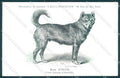 Animali Dog Cane Dingo Aurtralia postcard VK9540 – fronte