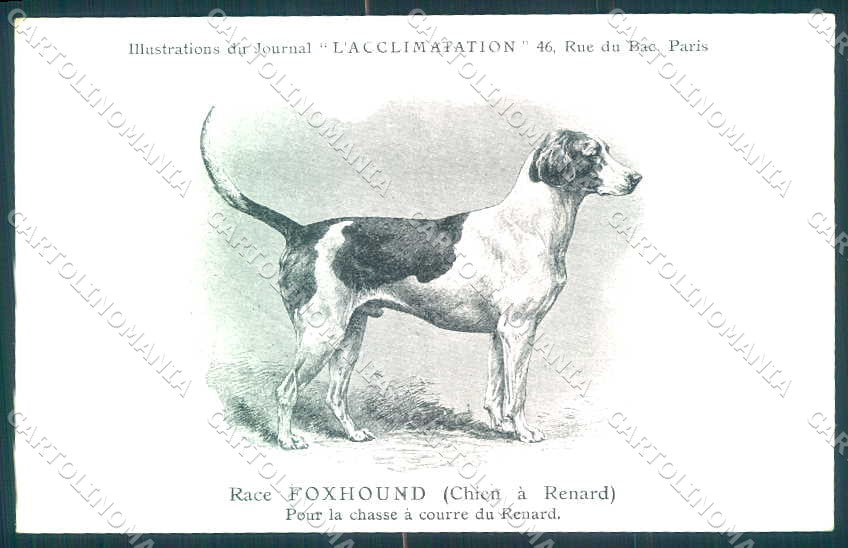 Animali Dog Cane English Foxhound Chien Renard postcard VK9541 – fronte