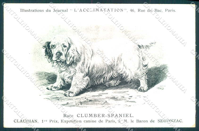 Animali Dog Cane Clumber Spaniel postcard VK9542 – fronte