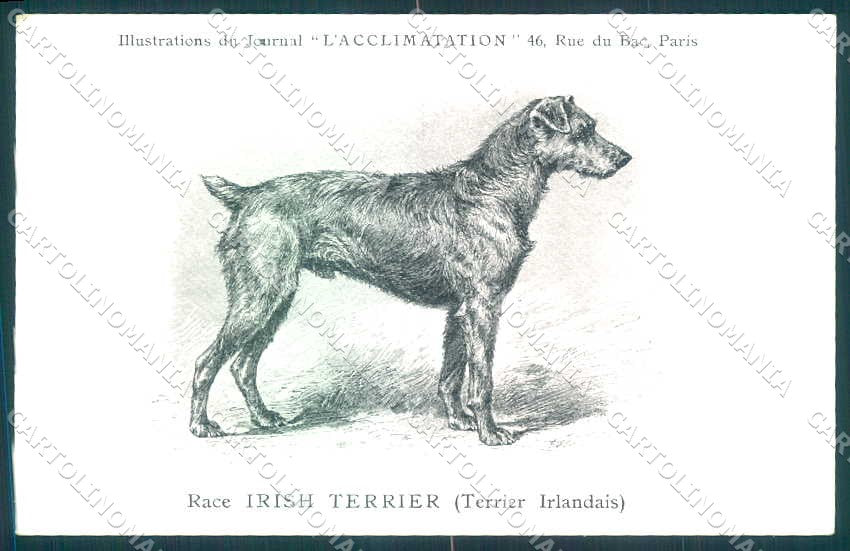 Animali Dog Cane Irish Terrier Irlandais postcard VK9543 – fronte