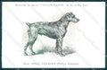 Animali Dog Cane Irish Terrier Irlandais postcard VK9543 – fronte