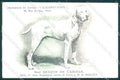Animali Dog Cane Braque de Ariege Pointer postcard VK9544 – fronte