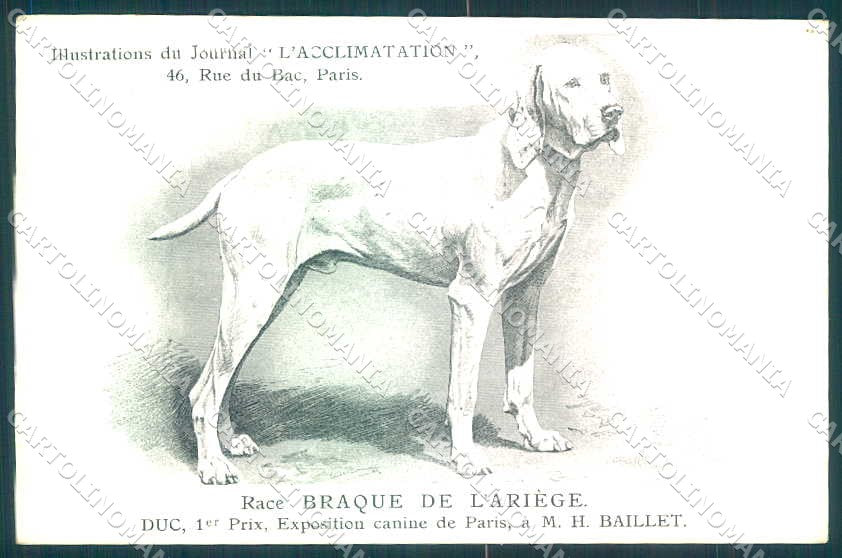 Animali Dog Cane Braque de Ariege Pointer postcard VK9544 – fronte