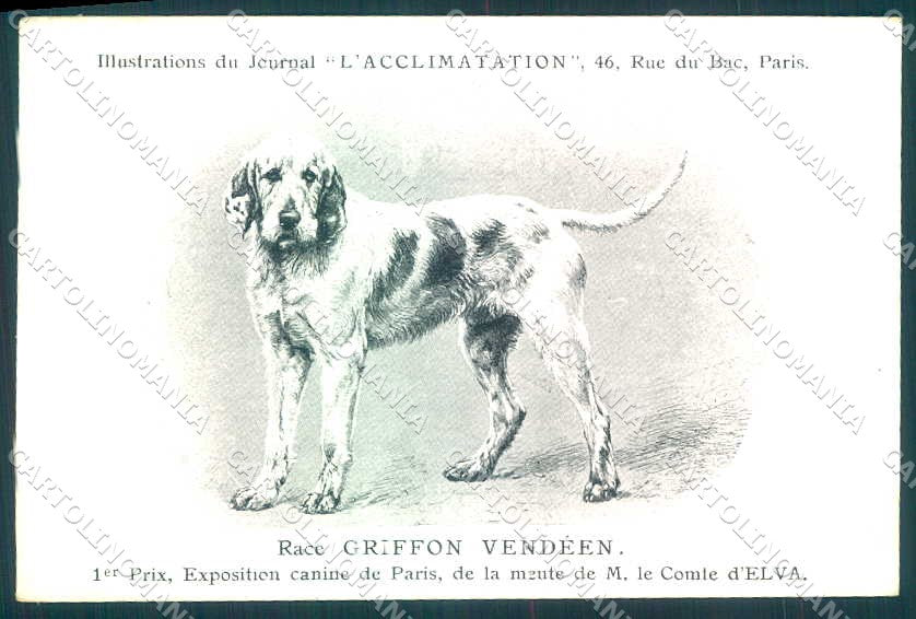 Animali Dog Cane Griffon Vendeen Briquet postcard VK9545 – fronte