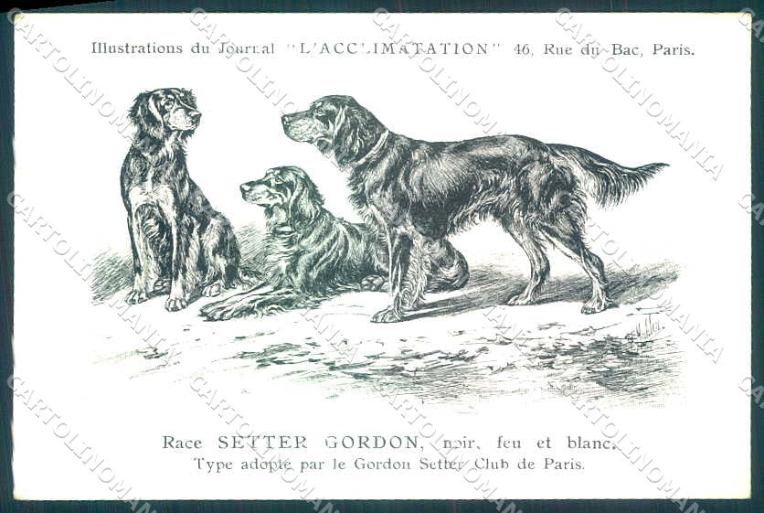 Animali Dog Cane Setter Gordon postcard VK9546 – fronte