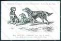 Animali Dog Cane Setter Gordon postcard VK9546 – fronte