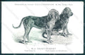 Animali Dog Cane Saint Hubert Bloodhound postcard VK9547 – fronte