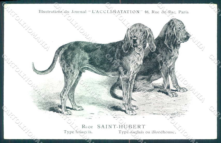 Animali Dog Cane Saint Hubert Bloodhound postcard VK9547 – fronte