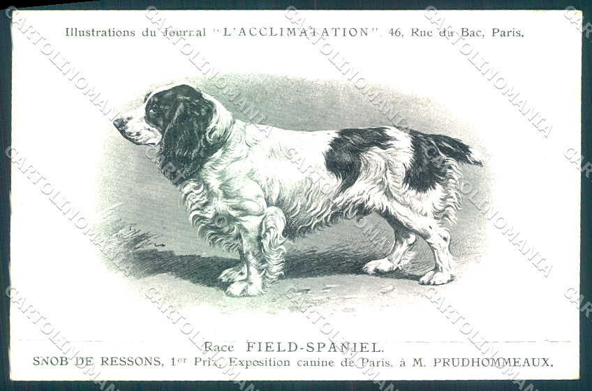 Animali Dog Cane Field Spaniel postcard VK9549 – fronte